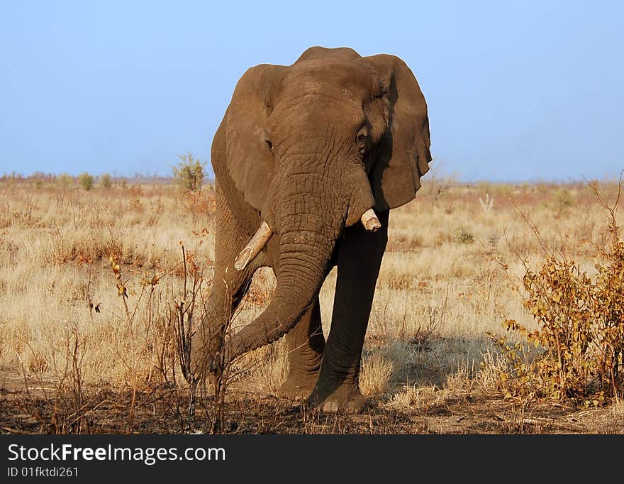 An African Elephant in South Africa during a drought.