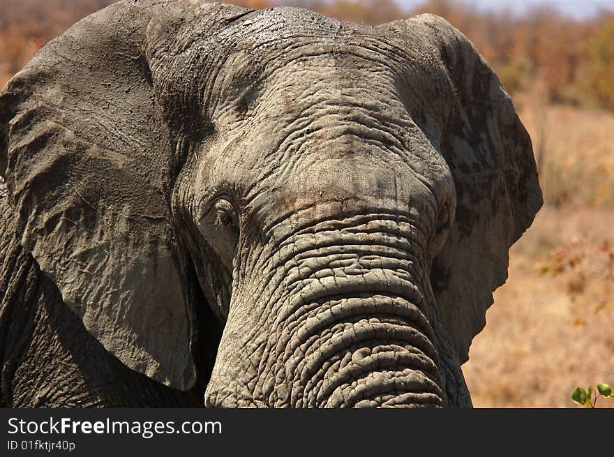 Elephant Close Up