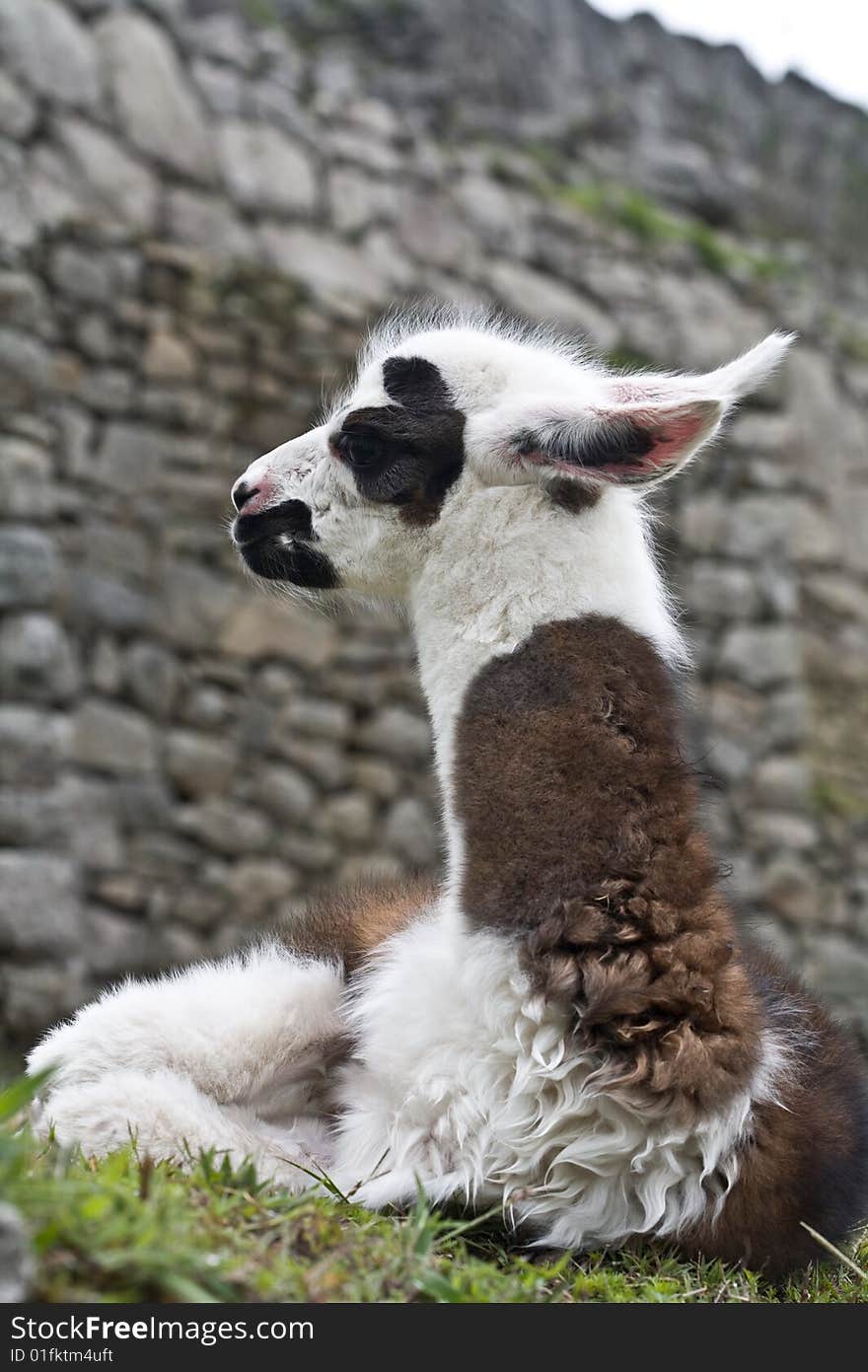 Machu Picchu Llamas