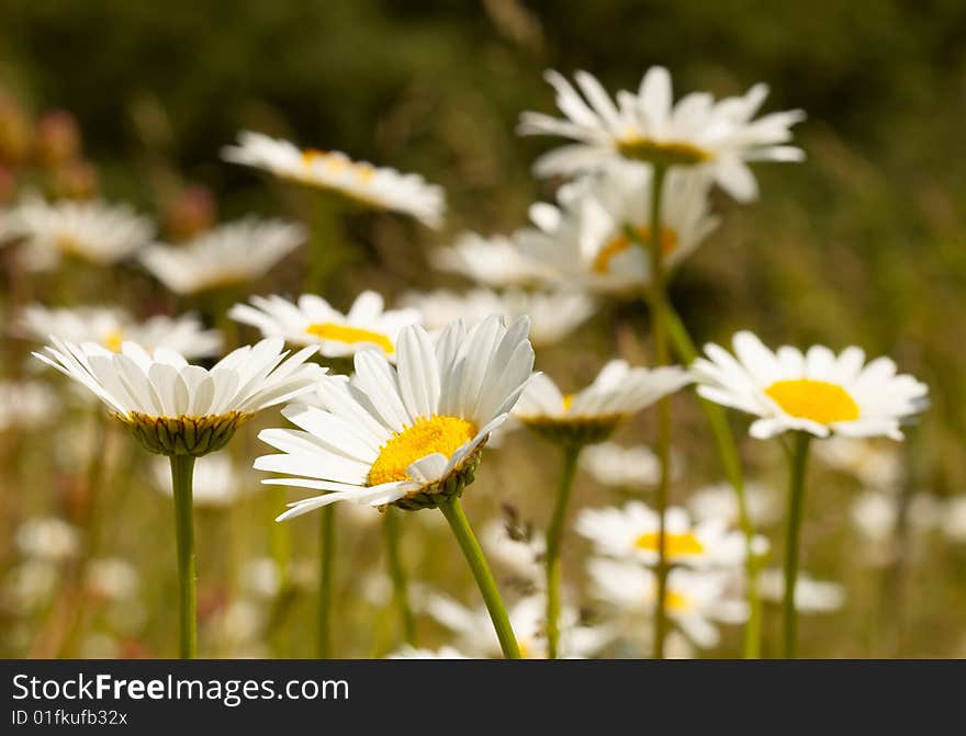 Camomile field background with space for text