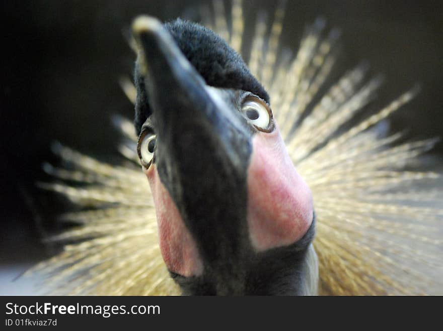 A crown crane in beijing zoo