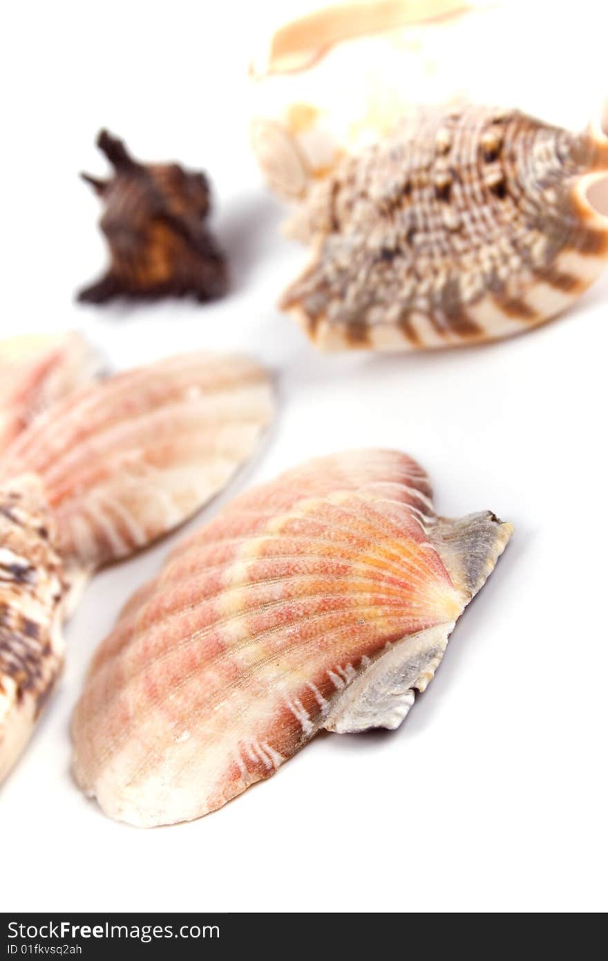 Various kinds of shells on white background