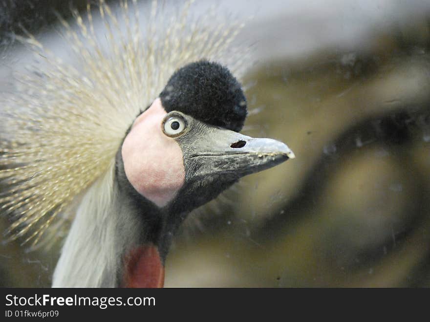 A crown crane in beijing zoo