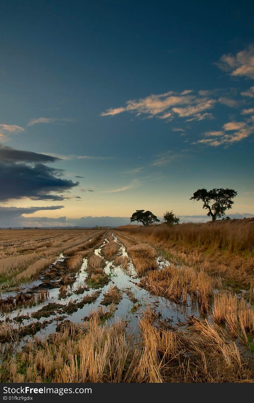 Portuguese ricefield