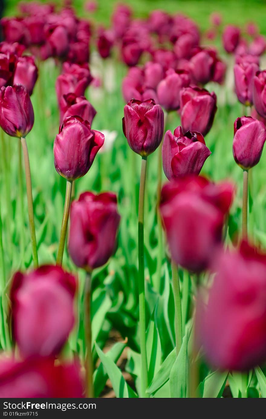 Dark red spring tulips in a garden