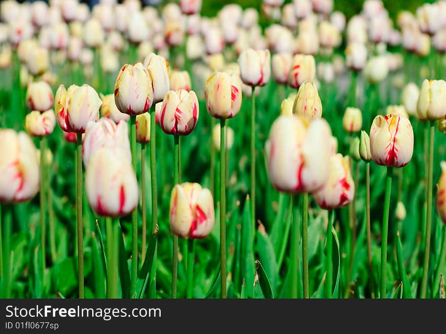 Red and yellow spring tulips in a garden