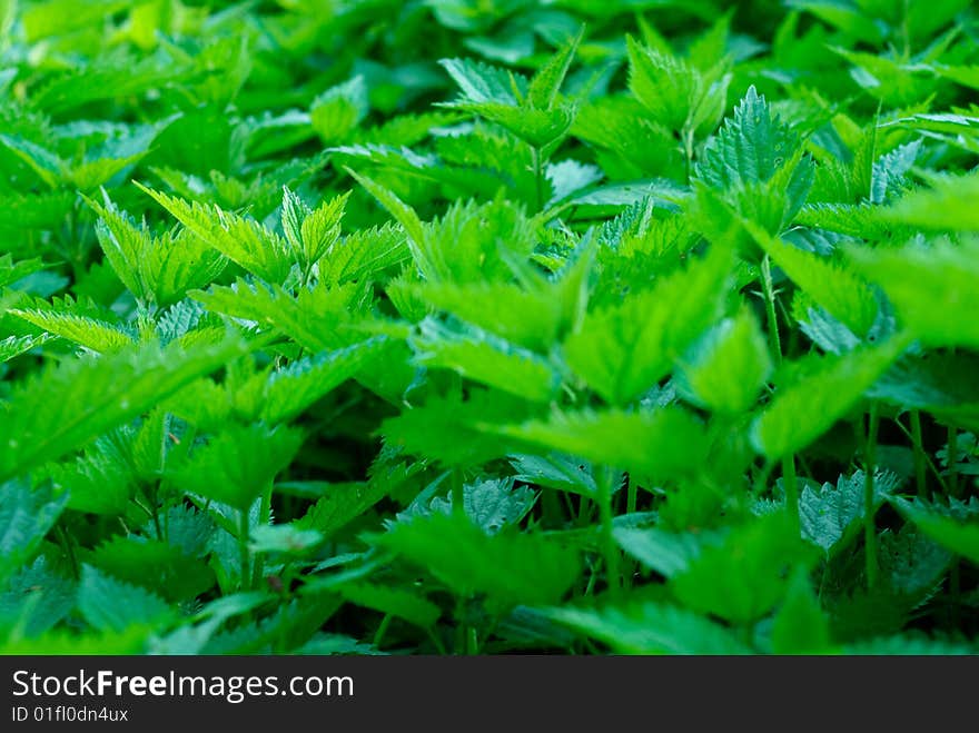 Nettle leaves