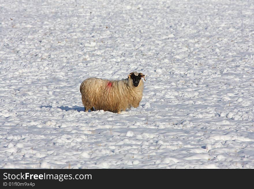 Sheep in the snow