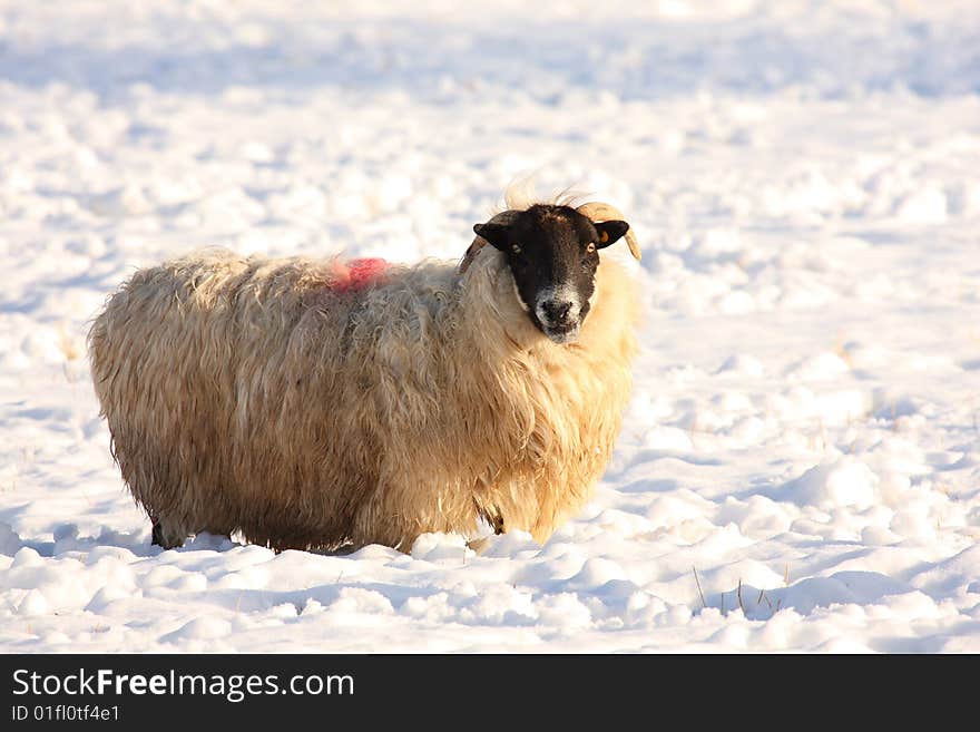 Sheep In The Snow