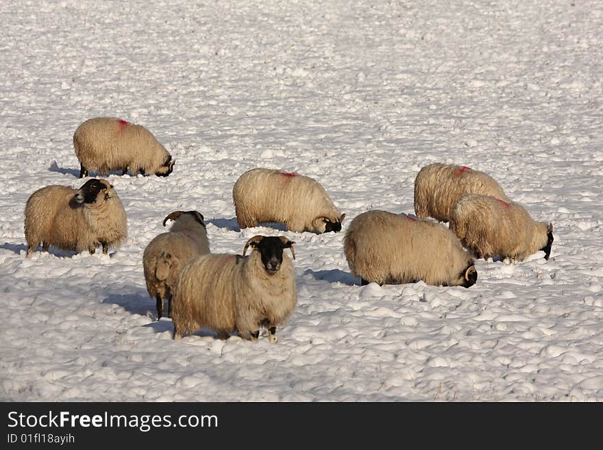 Sheep in the snow