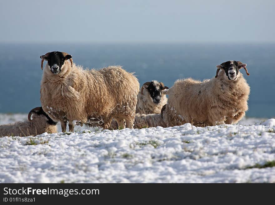 Sheep in the snow