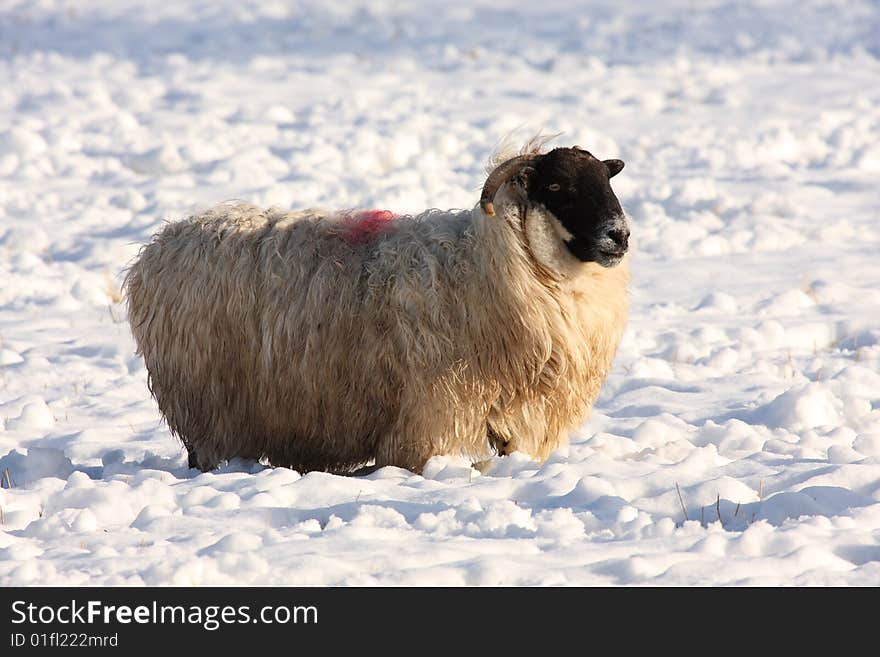 Sheep in the snow