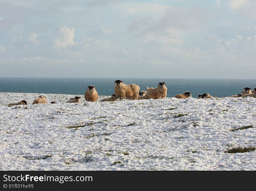 Sheep in the snow