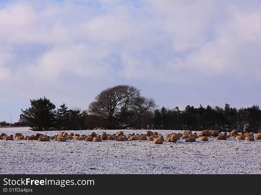 Sheep in the snow, Aberdeen, Scotland