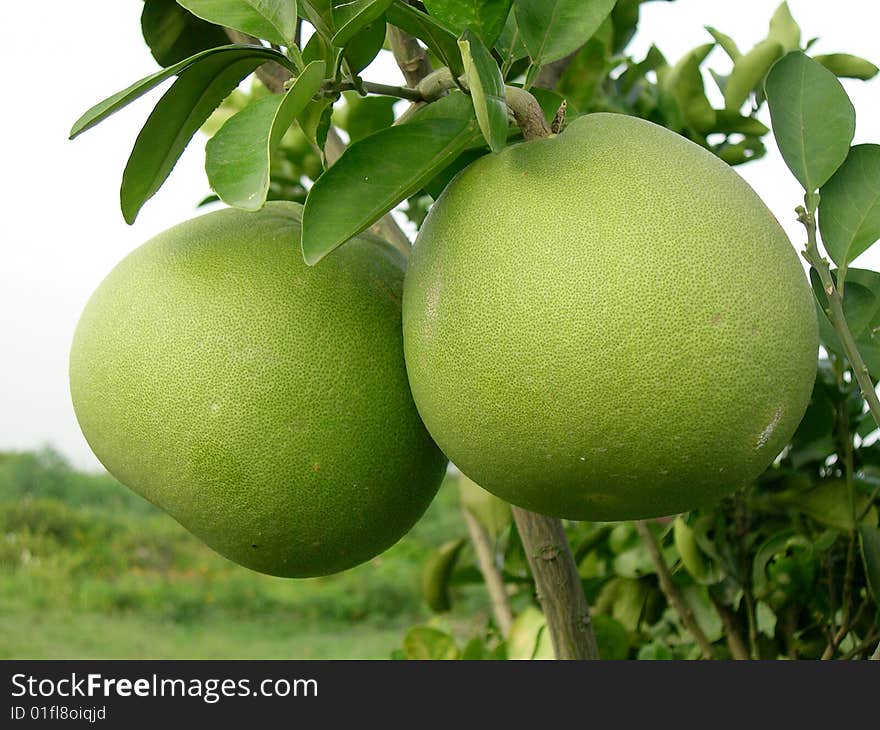 Giant lemons in my backyard. Giant lemons in my backyard