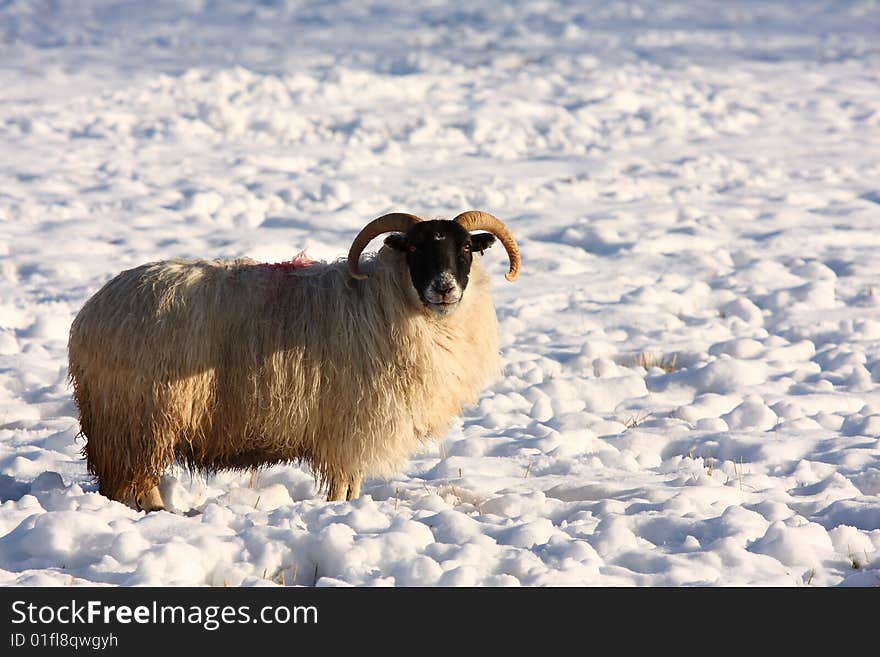 Sheep In The Snow