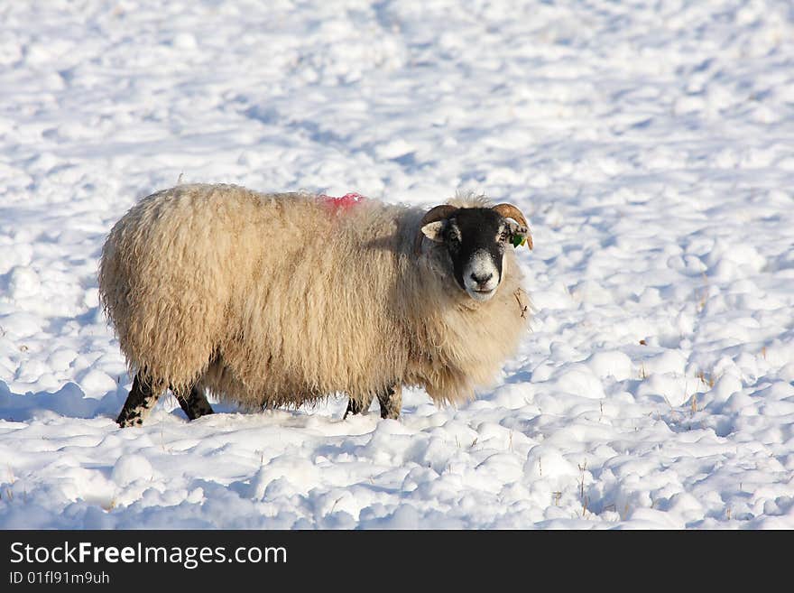 Sheep in the snow