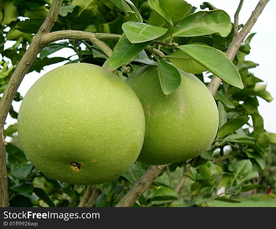 Giant lemons in my backyard. Giant lemons in my backyard