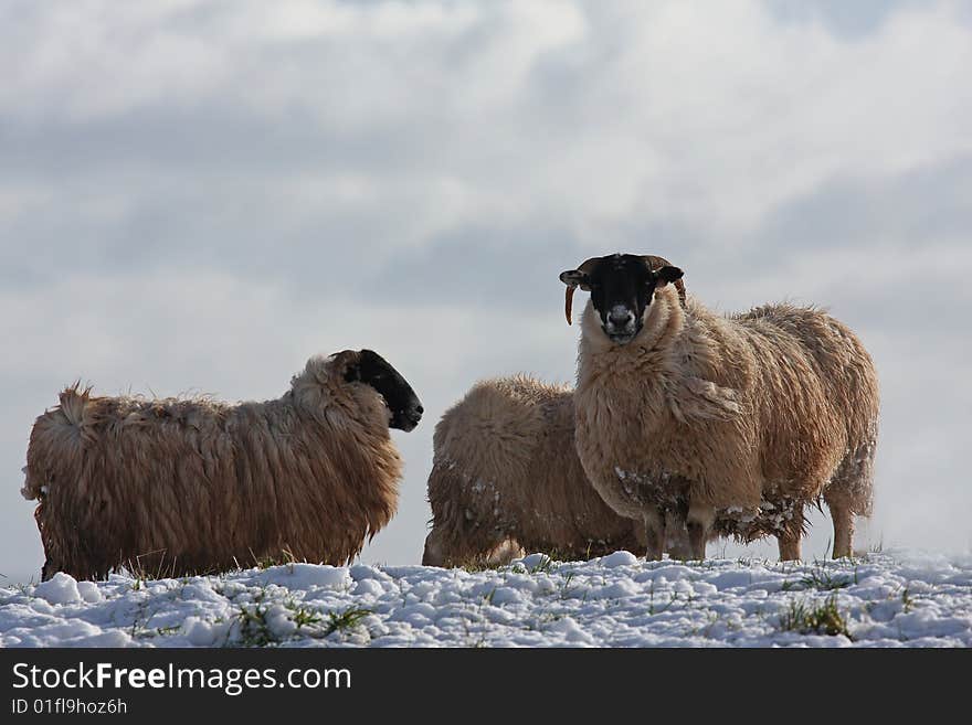 Sheep in the snow