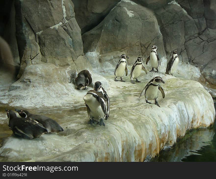 Penguins