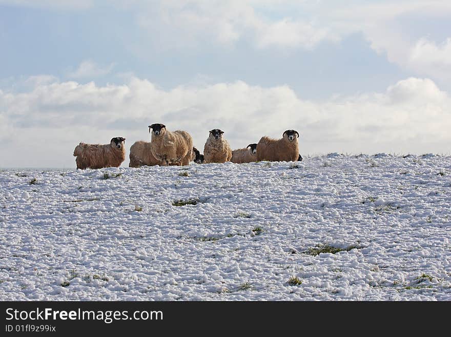 Sheep in the snow