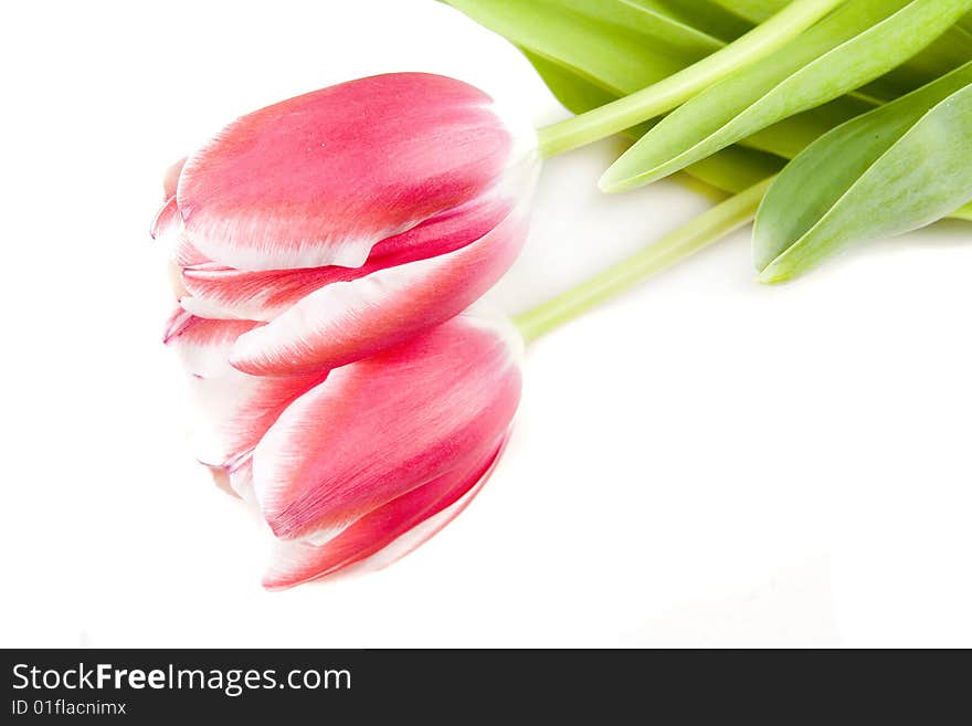 Pink tulips