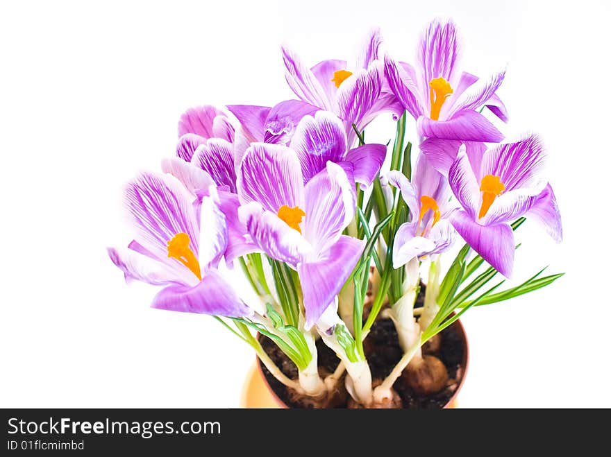 Crocus Isolated On White