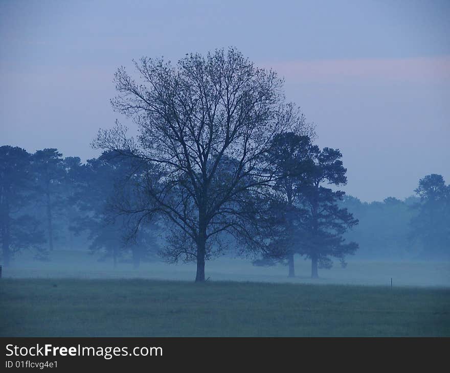 Misty Morning