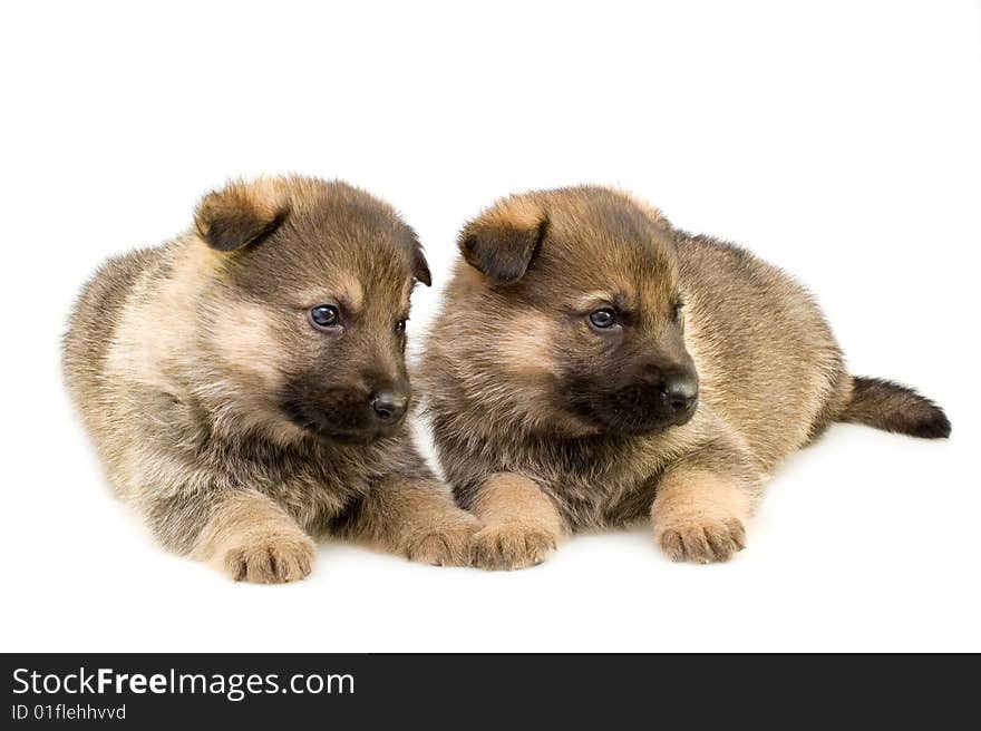 Two sheep-dogs puppys