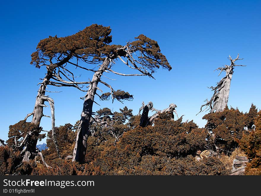 Yushan sabina trees of mountains high with pure sky...