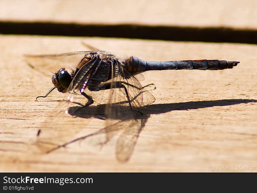 Macro shot of a dragonfly.