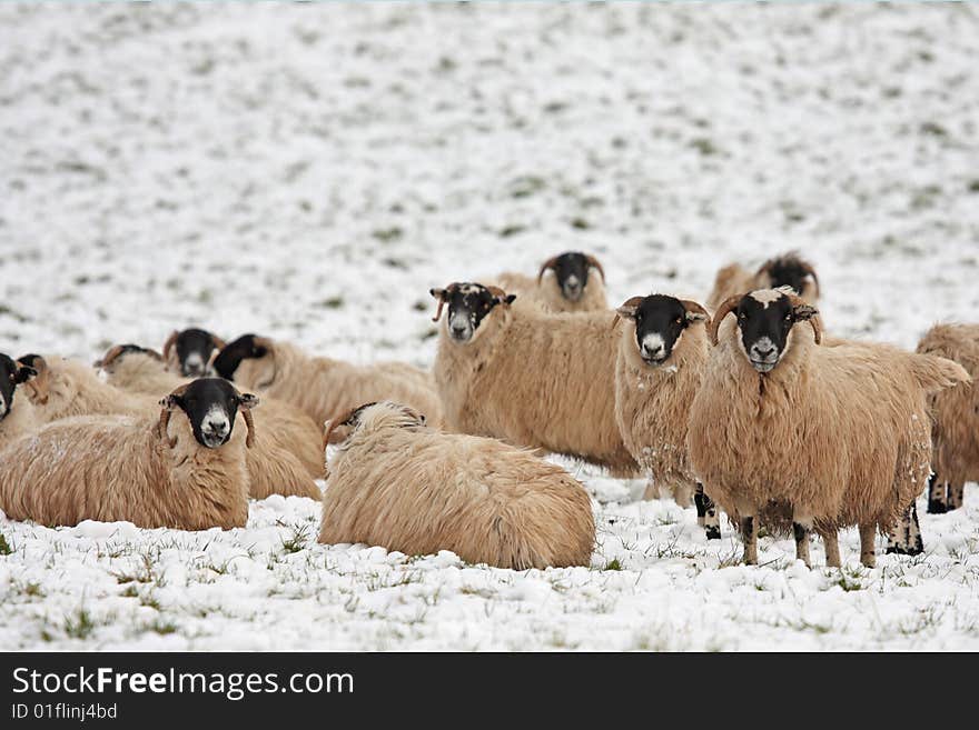 Sheep in the snow