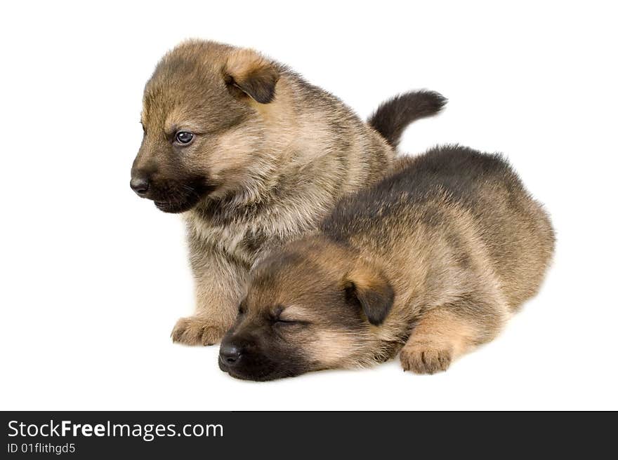 Two Sheep-dogs Puppys