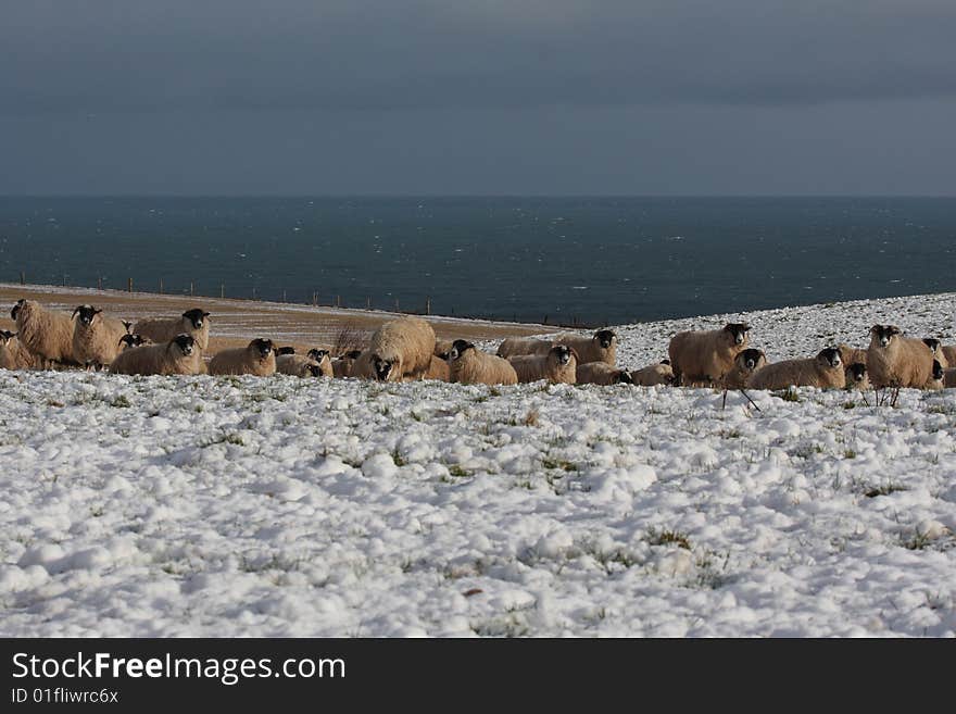 Sheep in the snow