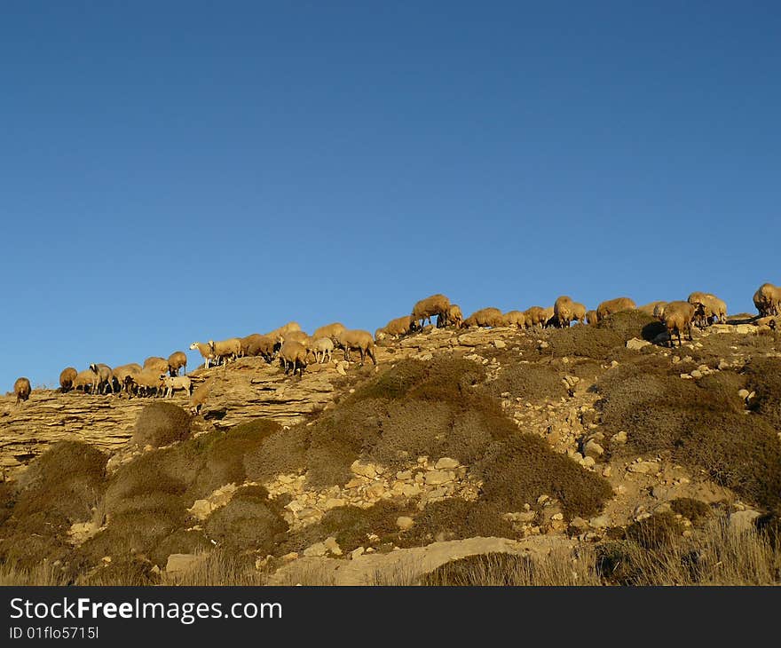 A drove of sheeps without a sheperd on a cliff in the mediterranean on the island cyprus. A drove of sheeps without a sheperd on a cliff in the mediterranean on the island cyprus