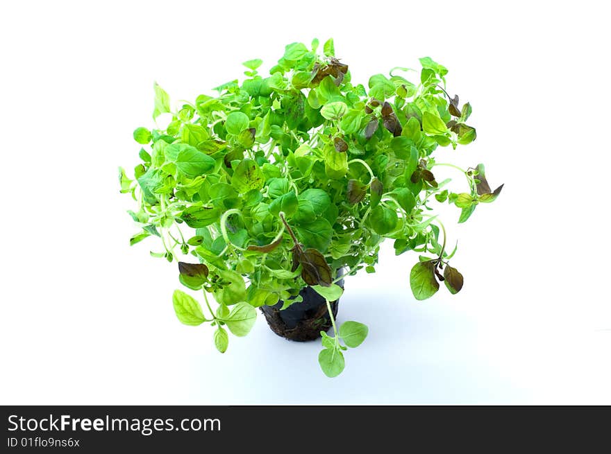 Green oregano