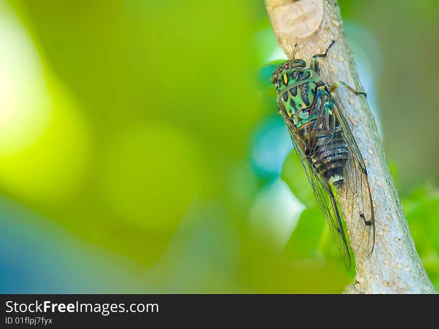 Cicada