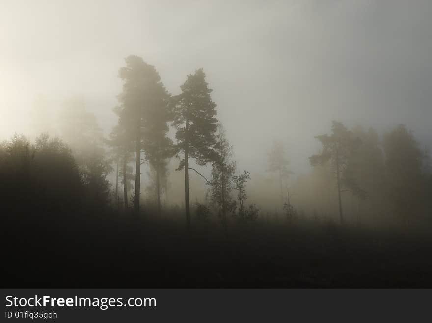 Trees A Misty Morning