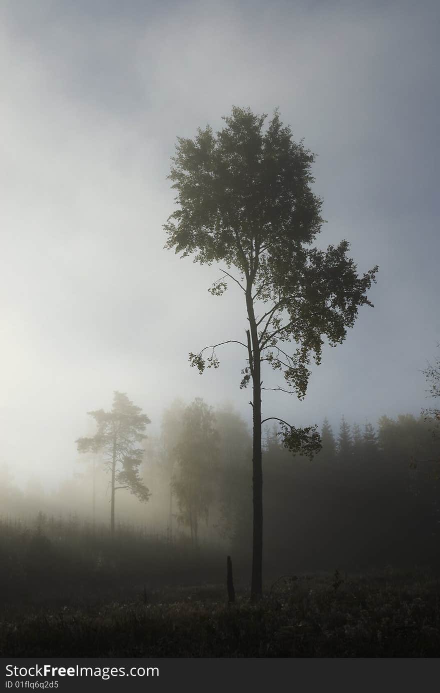 Tree A Misty Morning