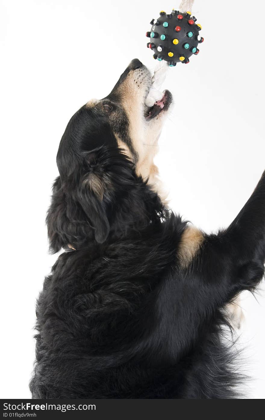 Home dog playing with a toy in the form of a ball