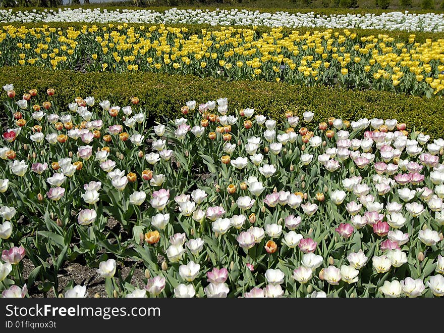 Field of Flowers