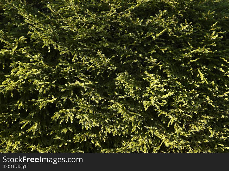 European smoke tree in Stockholm