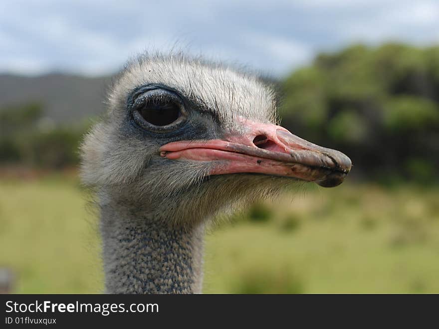 Ostrich