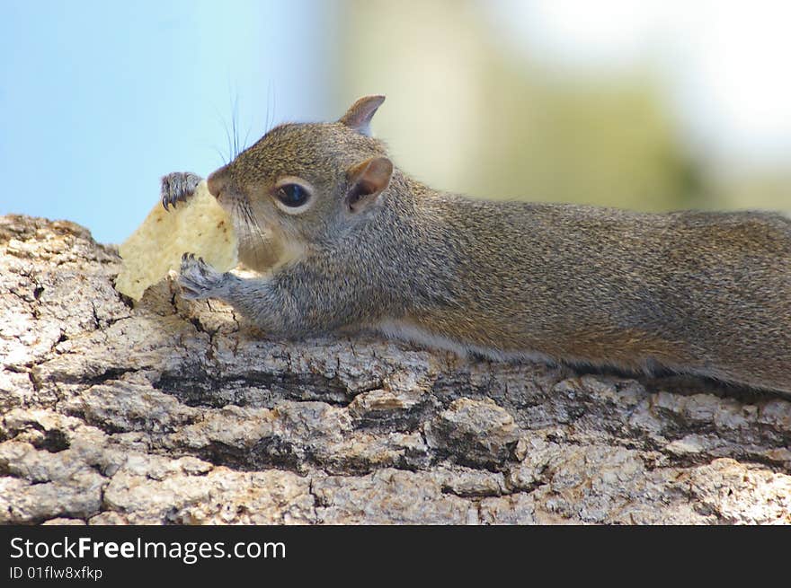 Squirrel Eating Chips