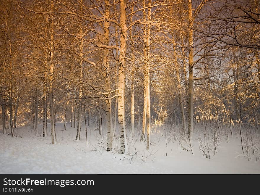 Filtered trees in the north of sweden