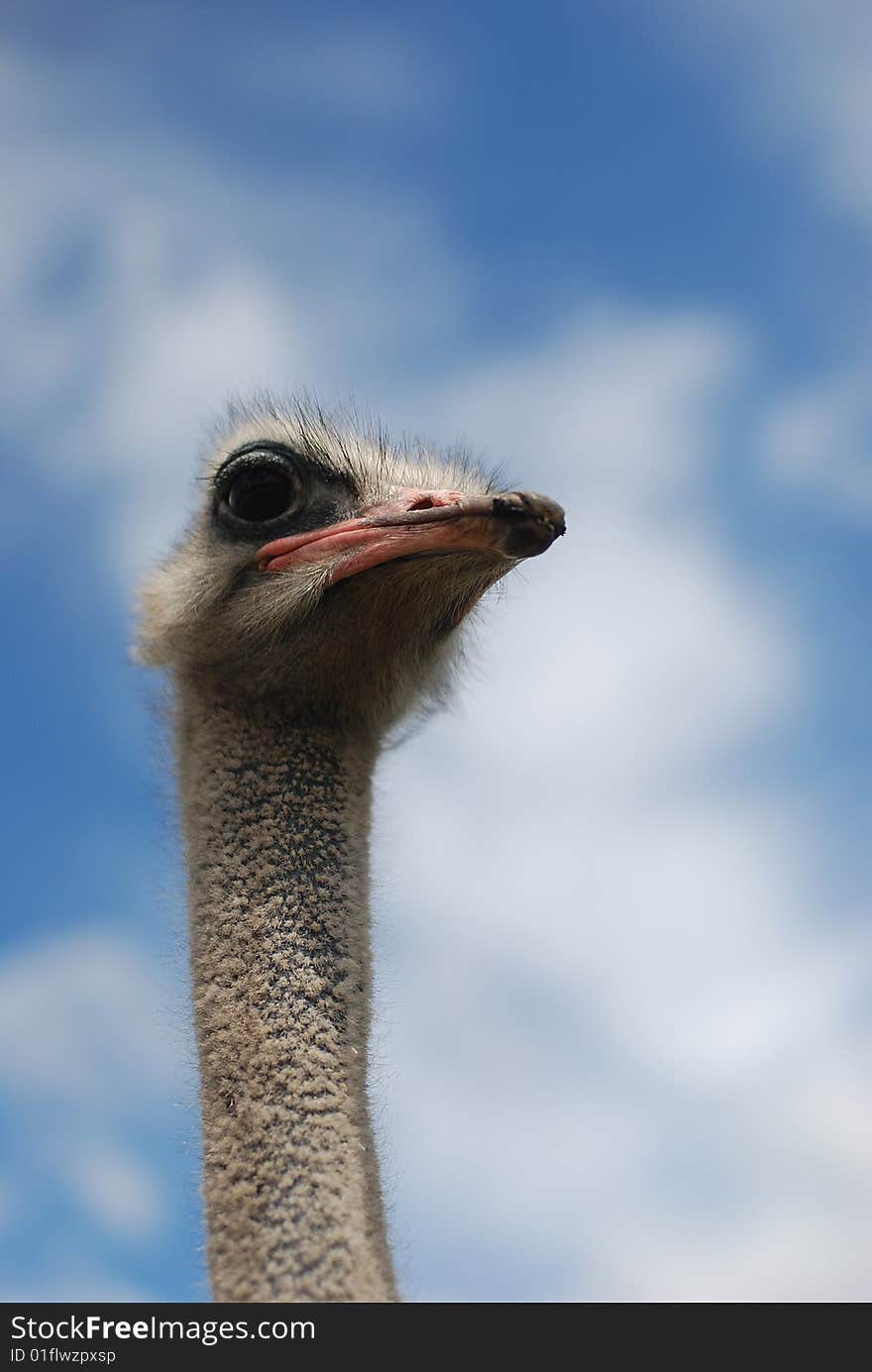 Ostrich