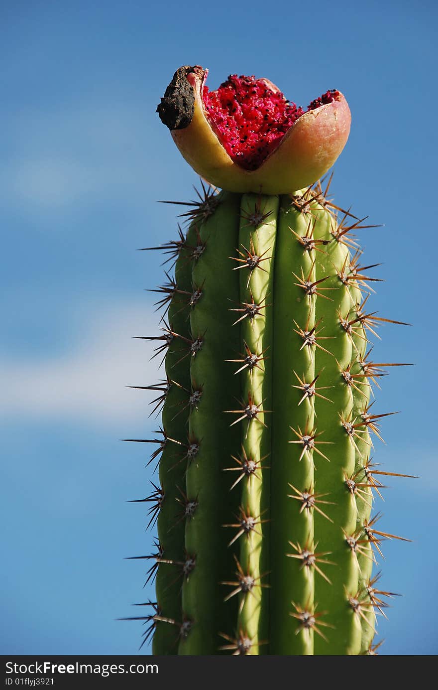 Jericoacoara Brasil