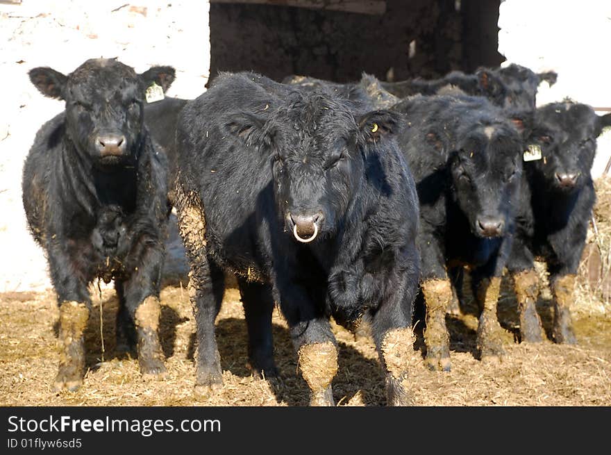 A black angus herd leader suspiciously eyes the photographer. A black angus herd leader suspiciously eyes the photographer.