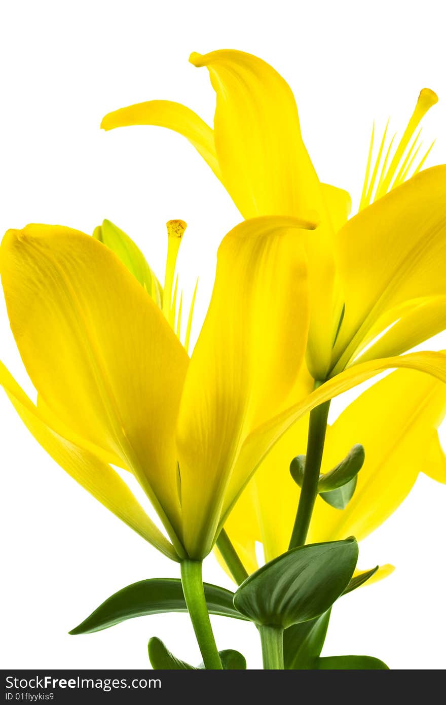 Beautiful yellow lily on a white background