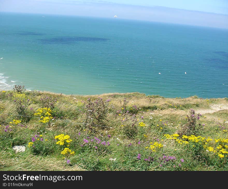 Land with yellow flowers above a blue sea; city of Calais